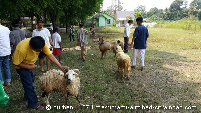 qurban 1437H citraindah city