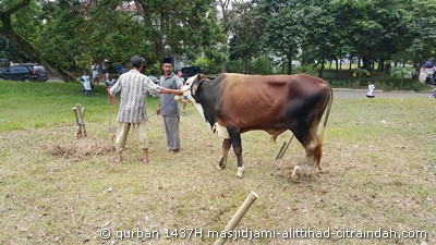 qurban 1437H citraindah city